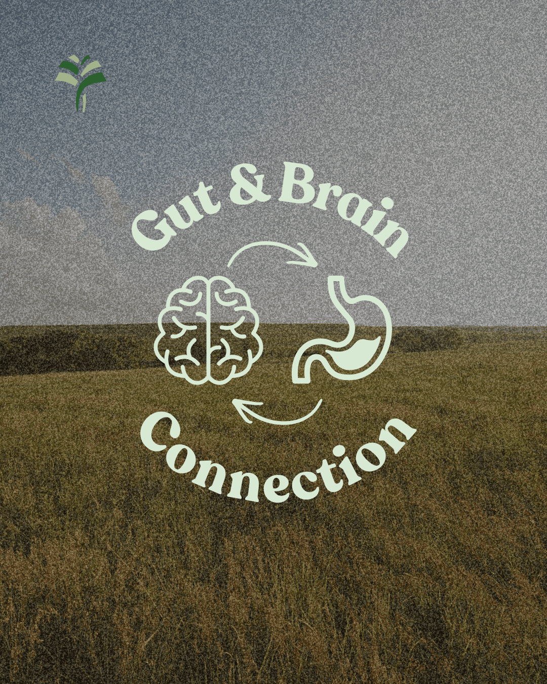 Palmetto GI social graphic illustrating the gut and brain connection